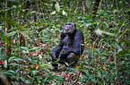 common chimpanzee