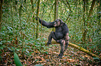 common chimpanzee