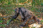 common chimpanzee