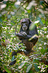 common chimpanzee