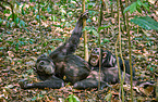 common chimpanzees