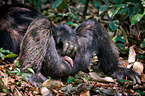common chimpanzee