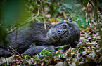 common chimpanzee