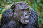 common chimpanzee