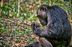 common chimpanzee