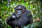 common chimpanzee