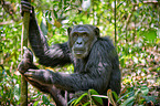 common chimpanzee