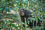 common chimpanzees