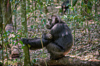 common chimpanzee