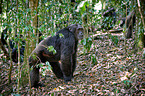 common chimpanzee