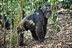 common chimpanzee