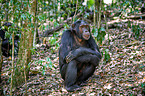 common chimpanzee