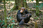 common chimpanzee