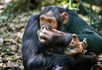 common chimpanzee