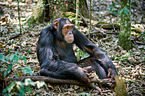 common chimpanzee