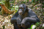 common chimpanzee