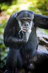 common chimpanzee