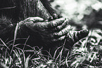 common chimpanzee