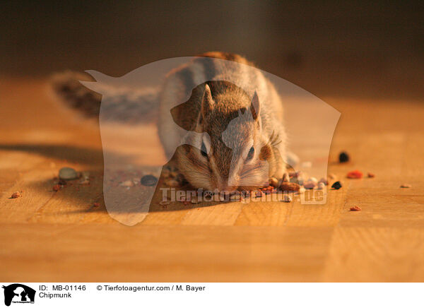Chipmunk / MB-01146