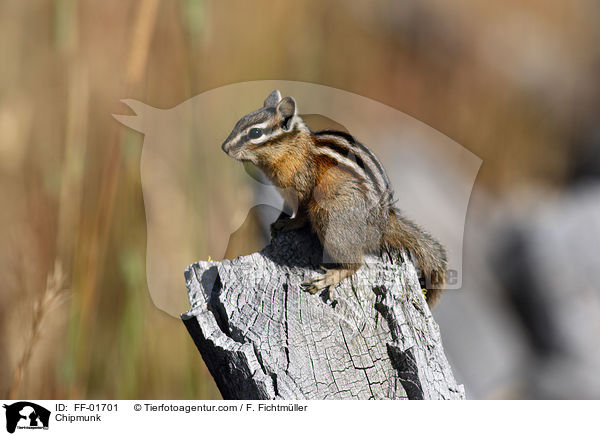 Chipmunk / FF-01701