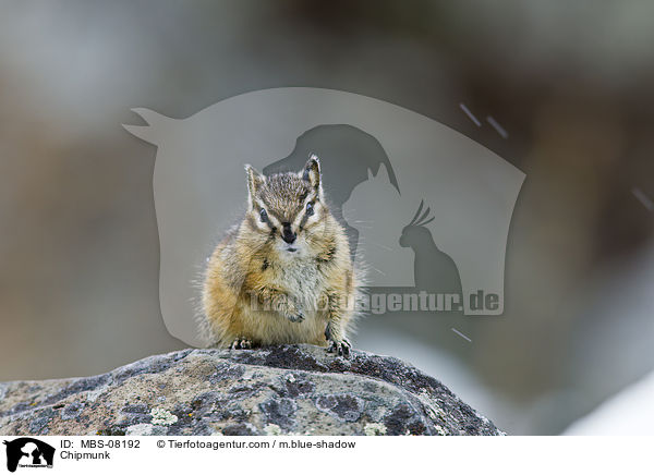 Streifenhrnchen / Chipmunk / MBS-08192