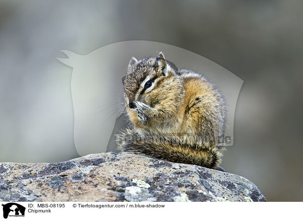 Chipmunk / MBS-08195