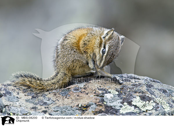 Chipmunk / MBS-08200