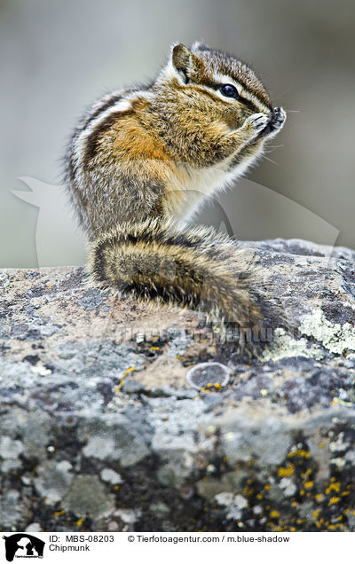 Chipmunk / MBS-08203
