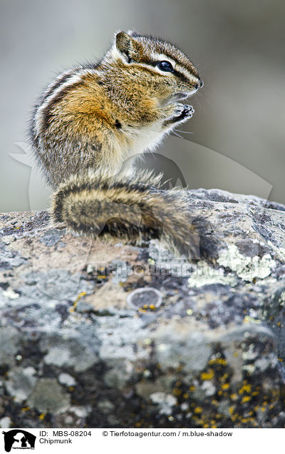 Chipmunk / MBS-08204