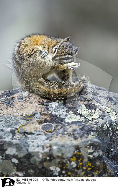 Chipmunk / MBS-08208
