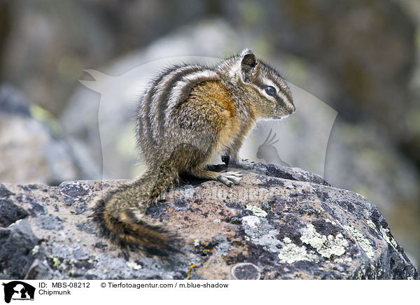 Chipmunk / MBS-08212