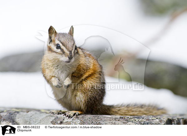 Chipmunk / MBS-08222