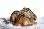 lying Chipmunk