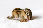 lying Chipmunk