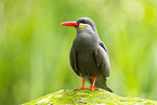 Inca tern