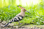 eurasian hoopoe