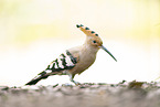 eurasian hoopoe