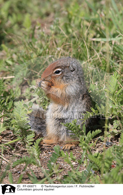 Columbian ground squirrel / FF-06871