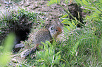 Columbian ground squirrel