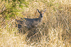 Common Duiker