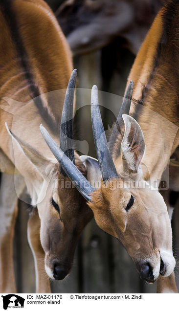 common eland / MAZ-01170