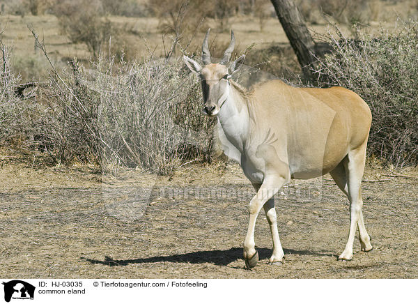 common eland / HJ-03035