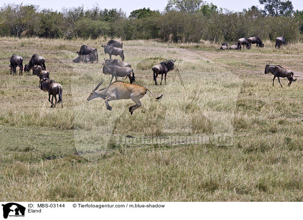 Elenantilope / Eland / MBS-03144