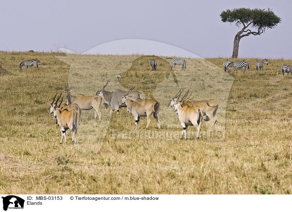 Elenantilopen / Elands / MBS-03153