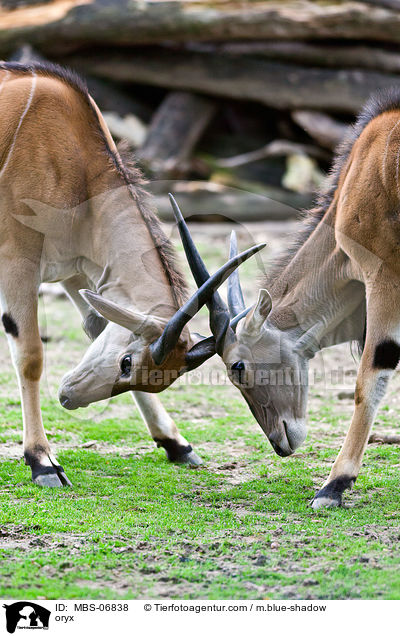 oryx / MBS-06838