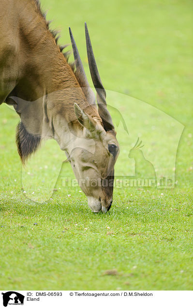 Elenantilope / Eland / DMS-06593