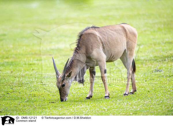 Elenantilope / Common eland / DMS-12121