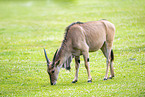 Common eland