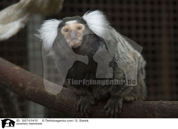 common marmoset / SST-01410