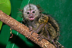 common marmoset